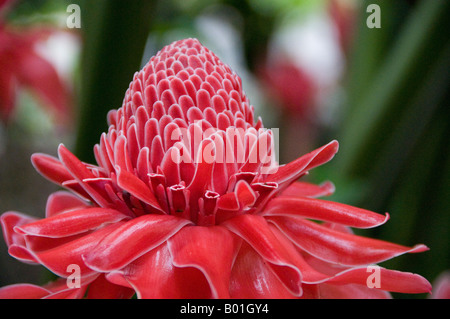 Fackel Ingwer Pflanze Stockfoto