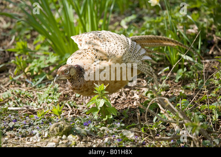 Erwachsene weibliche gemeinsame Fasan. Phasianus colchicus Stockfoto