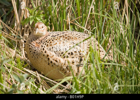 Erwachsene weibliche gemeinsame Fasan. Phasianus colchicus Stockfoto