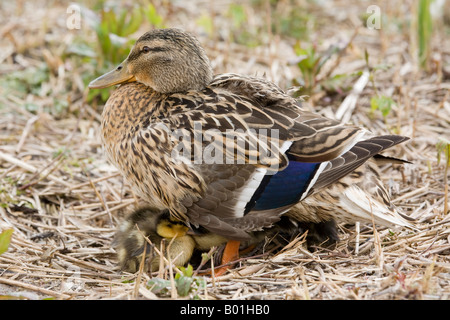 Weibliche Stockente brütet ihre Entenküken Stockfoto