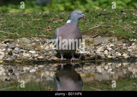 Woodpigeon von Wasser Stockfoto