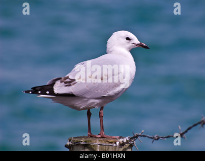 Rot-billed Gull (Larus Scopulinus) auf Pfosten Stockfoto