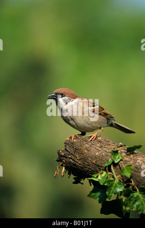 Baum-Spatz Passant Montanus thront auf der Seite ein Protokoll in einem Garten in England UK Stockfoto