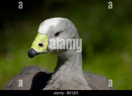 Cape Barren Gans (Captive) Stockfoto