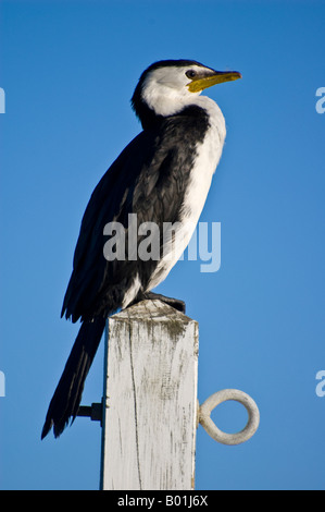 Kleine Shag (Phalacrocorax Melanoleucos, wenig Trauerschnäpper Shag oder wenig Trauerschnäpper Kormoran) auf einem Pfosten Stockfoto