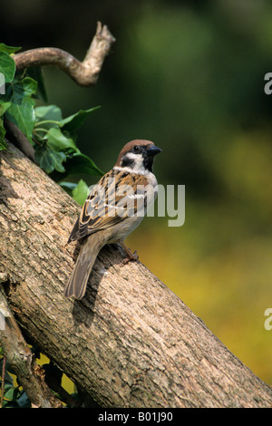 Baum-Spatz Passant Montanus thront auf der Seite ein Protokoll in einem Garten in England UK Stockfoto