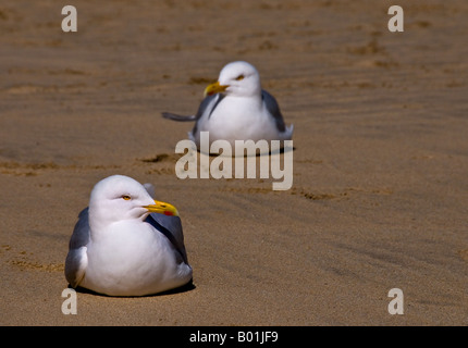 Zwei Silbermöwe Larus argentatus auf dem Sand in den Hafen von St Ives, Cornwall. Stockfoto