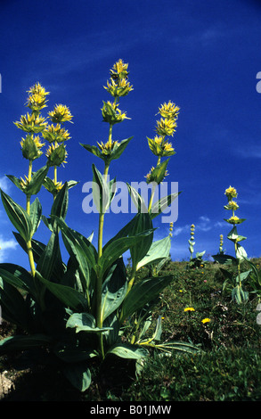 Große gelbe Enzian (Gentiana Lutea), Berner Oberland, Schweiz Stockfoto