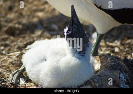 Australasiatische Tölpel Küken im Nest am Cape Kidnappers, Neuseeland Stockfoto