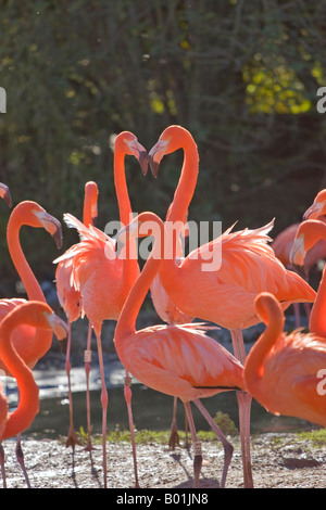 Anden Flamingos am Standort in Slimbridge Wildfowl und Feuchtgebiete Vertrauen Stockfoto