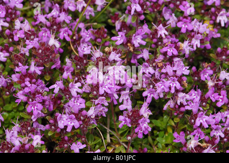 Hautnah an den Blüten von wildem Thymian Stockfoto