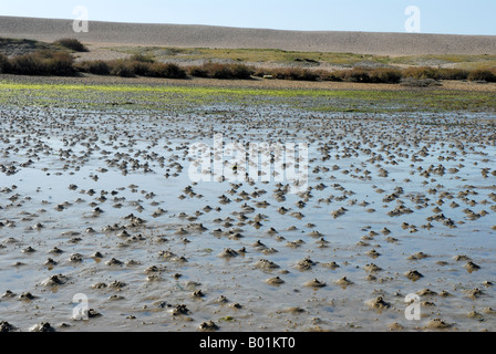 Wattwurm - wirft Wurm auf den Schlamm von einer Flussmündung Stockfoto