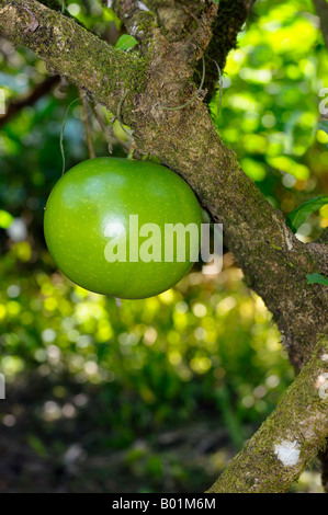 Grüne unreife Frucht der ornamentalen Kalebasse Baum Crescentia Cujete Osa Halbinsel Carate Costa Rica Stockfoto