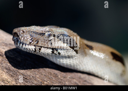 Nahaufnahme einer wilden Boa constrictor warten auf Beute auf einem Baumstamm in Osa Halbinsel Carate Costa Rica Stockfoto