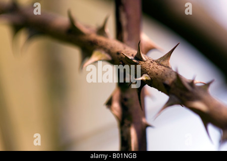 Hundsrose (Rosa Canina) Briar Dornen Stockfoto