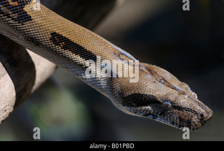 Boa Constrictor lauerten auf einem Baumstamm im Regenwald Dschungel Osa Halbinsel Carate Costa Rica Stockfoto