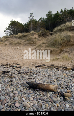Treibholz am Strand von Roseisle Stockfoto