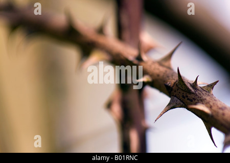 Hundsrose (Rosa Canina) Briar Dornen Stockfoto