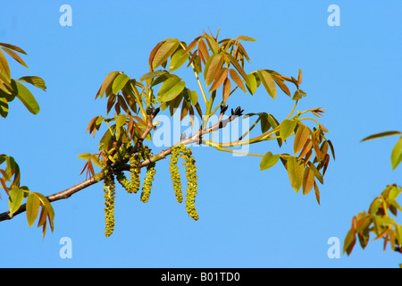 Walnuss Baum Juglans Regia. Neue Blätter, Sprossen und männliche und weibliche Blüten Stockfoto