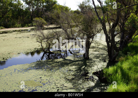 Canning River Regional Park in der Nähe von Perth, Western Australia. Stockfoto