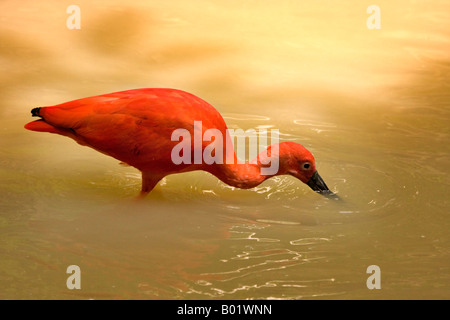 Scarlet Ibis Eudocimus ruber Stockfoto