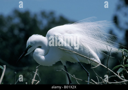 Große weiße Reiher Egretta Abla IN NUPTIAL GEFIEDER Madacascar große weiße Reiher Egretta Abla Nuptial Gefieder Madacascar Afrika A Stockfoto