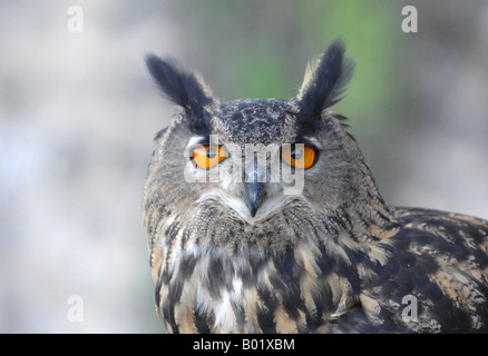 Lange Eared Owl am Greifenwarte in Deutschland Stockfoto