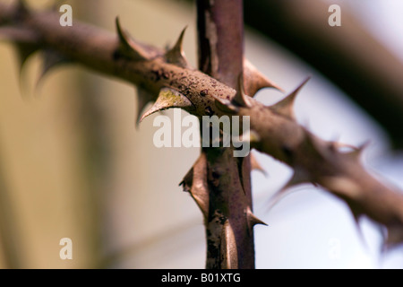 Hundsrose (Rosa Canina) Briar Dornen Stockfoto