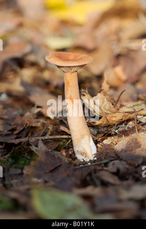 Gemeinsamen Trichter Pilze Stockfoto