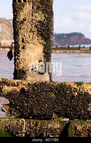 Seepocken Muscheln und andere Schalentiere, klammerte sich an einer Buhne in Teignmouth Stockfoto