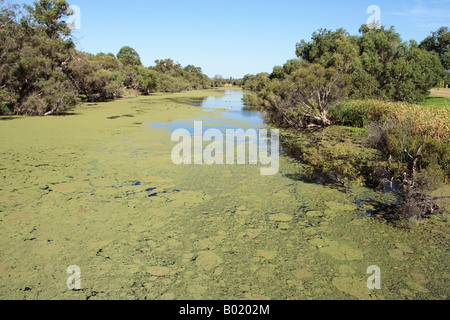 Canning River Regional Park in der Nähe von Perth, Western Australia. Stockfoto