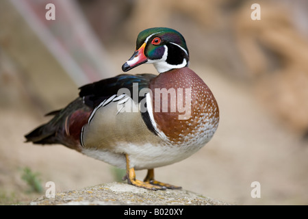 männliche Brautente - Aix sponsa Stockfoto