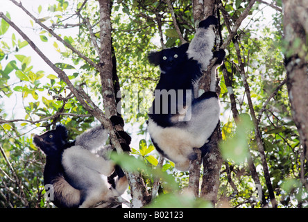Indri Lemuren Indri Indri Wild Andasibe Mantadia Nationalpark Perinet Reservat Madagaskar Andasibe Andasibe Mantadia Indri Indrid Stockfoto