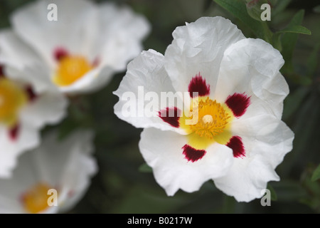 Nahaufnahme von White Cistus Ladanifer / Gum Rockrose, die in einem Garten im Frühjahr, England, Großbritannien, blüht Stockfoto