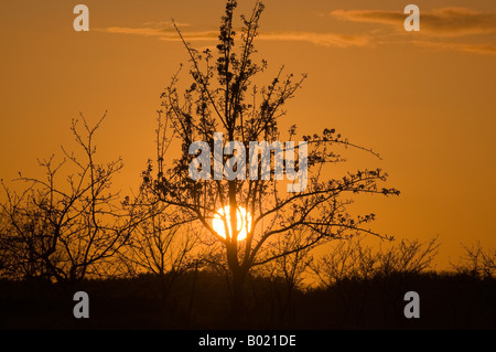 Sonnenuntergang & Baum Silhouette, Sud-Touraine, Frankreich. Stockfoto