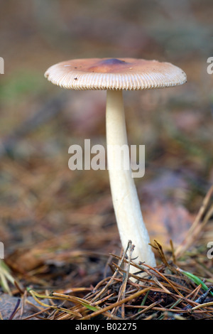 Tawny Grisette Pilze Stockfoto