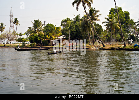 Indien ALLEPPEY große Schwärme von domestizierten Enten watscheln hinunter zum Wasser auf einem der Kanäle in den Backwaters von Kerala Stockfoto