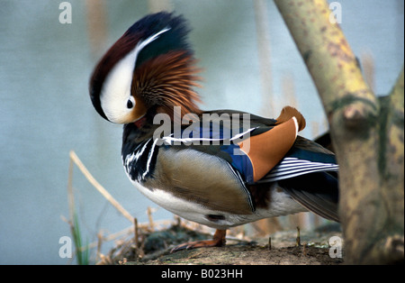 Mandarinente Aix Galericulata Anatidae Anseriformes Ente Mandarin Tier aquatische Aves Vogel Vögel Fleischfresser fleischfressende Stockfoto