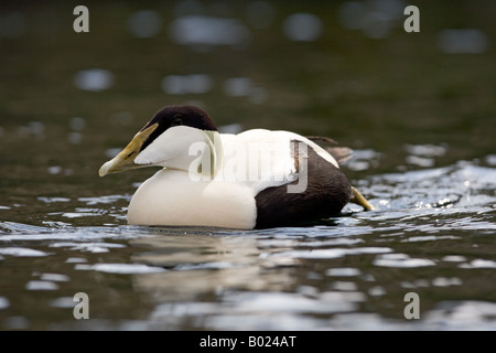 männliche gemeinsame Eiderente - Somateria mollissima Stockfoto