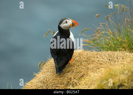 Papageitaucher Fratercula Arctica, auf der Insel Mykines, Färöer Inseln Stockfoto