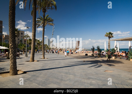 Der Palmen gesäumten Strandpromenade neben dem Platja de Sant Miquel in La Barcelonatta, Barcelona, Spanien Stockfoto