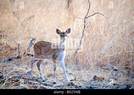 Indien PANNA Nationalpark Spotted fawn Achse Achse der gefleckte Hirsch auch bekannt als die chital oder Axishirsche Stockfoto