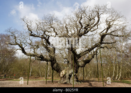 Major Oak im Winter, Sherwood Forest Country Park, Nottinghamshire Stockfoto