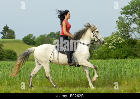 Junge Dame auf einem Paso Fino Pferd Reiten Stockfoto