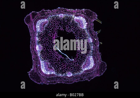 Collenchyma Stiel der Brennnessel 9 x Stockfoto