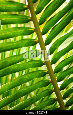 Nahaufnahme von grünen Blatt der tropischen Pflanze Stockfoto