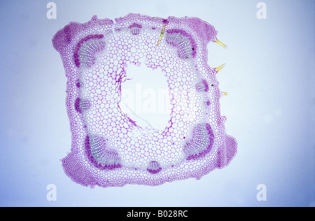 Collemchyma Stiel der Brennnessel 9 x Stockfoto