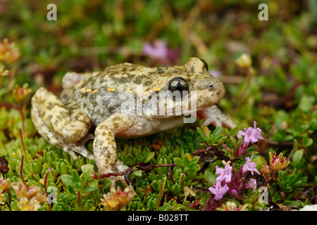 Gemeinsamen Hebamme-Kröte (Alytes Obstetricans) auf Pflanzen Stockfoto