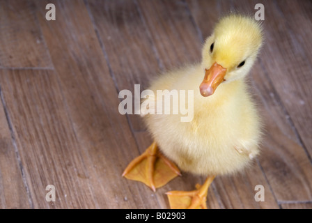 Stock Foto einer Baby Gans die gelbe Gosling ist erst zwei Tage alt Stockfoto