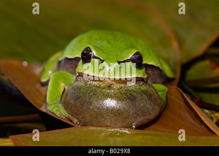 Europäischer Laubfrosch Hyla Arborea männlich Aufruf in einem Teich Stockfoto